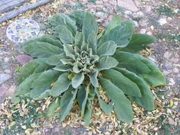 Thumbnail: Verbascum olympicum (Olympic mullein)