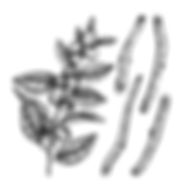 Withania somnifera illus.jpg