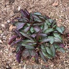 Thumbnail: Penstemon digitalis 'Mystica' (Foxglove beardtongue)