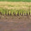 Thumbnail: (Oryza sativa) Hayayuki rice seed