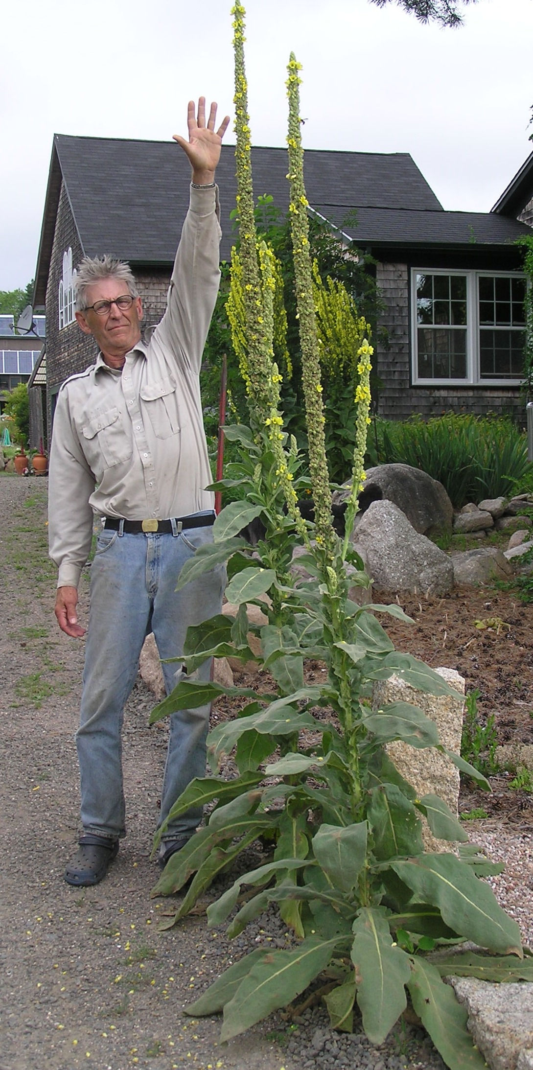 Verbascum thapsus (Great mullein)