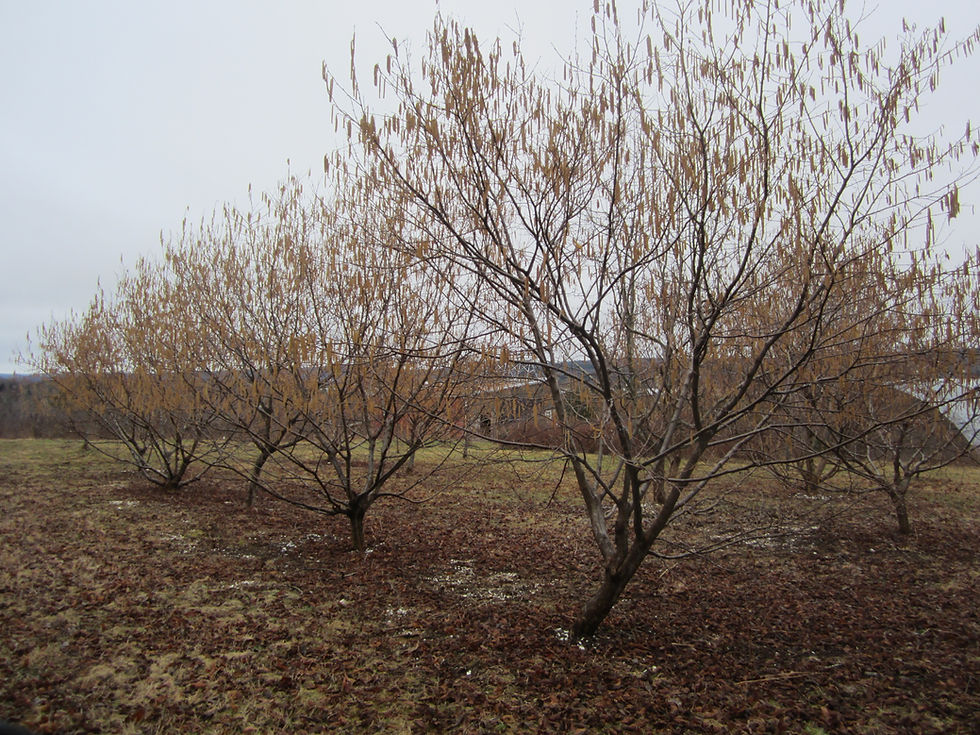 Thumbnail: Corylus avellana x (Hazelnut hybrid)