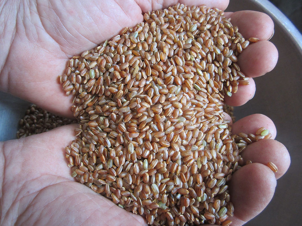 Thumbnail: Oryza sativa 'Akamuro' (Red rice seed)