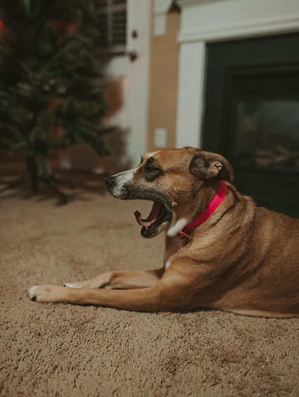 Nella Allen- Our puppy dog