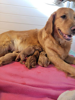 Khole.w.puppies