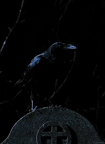 Crow gif.gif