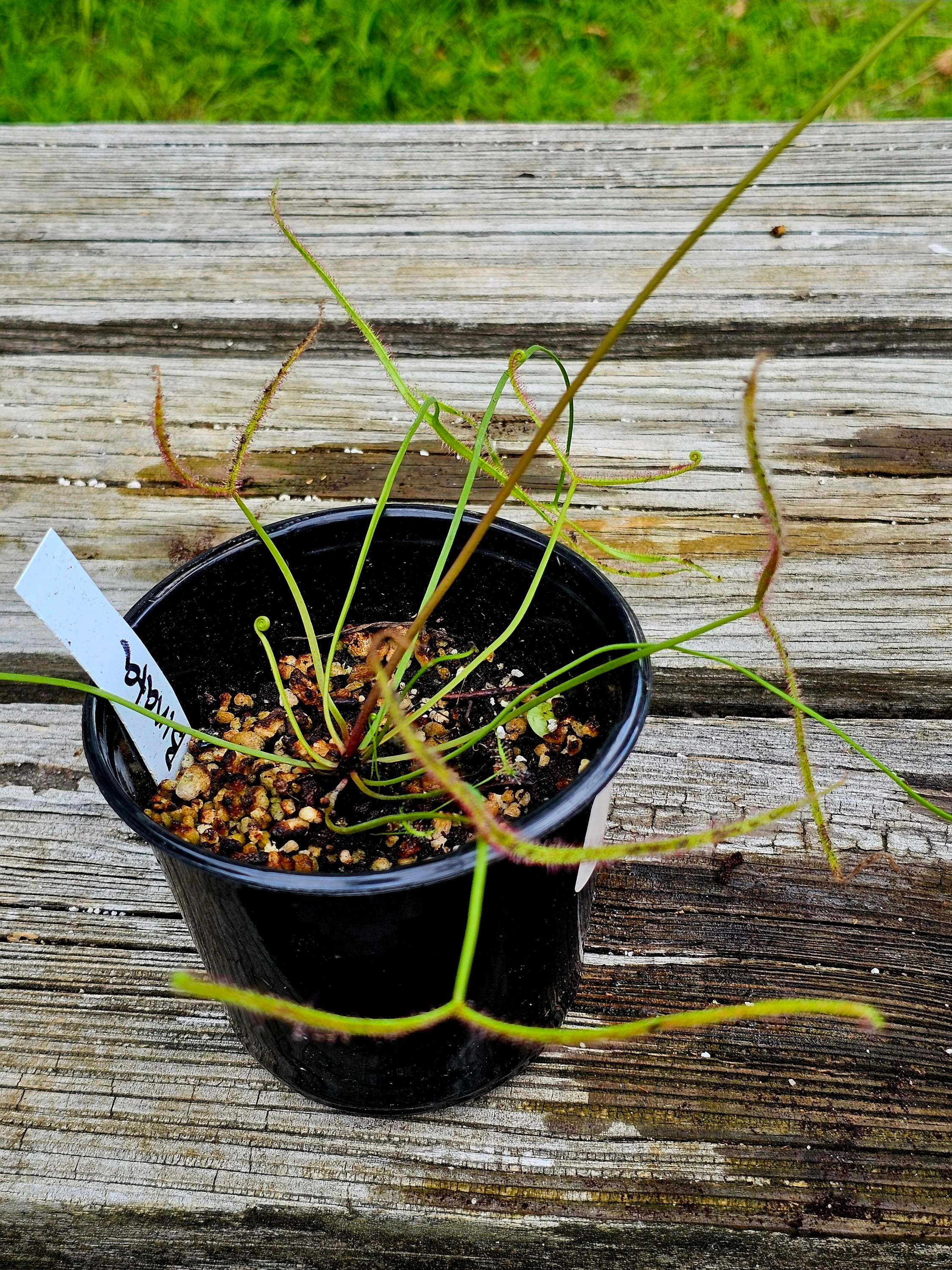 Drosera binata