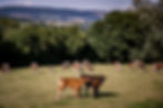 Wonky Horn July 2023 (For Print)-26.jpg