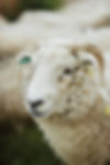 Copyright - Credit Faydit photography Wonky Horn 09VI24 LR-5.jpg