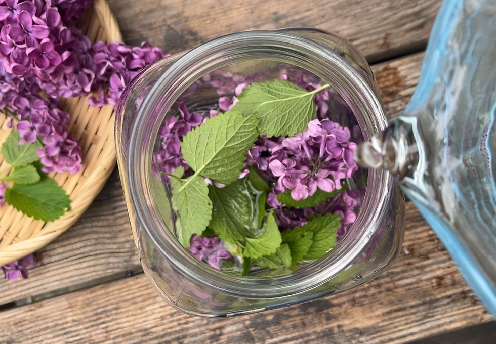 Fizzy ferments: Kombucha, Kefir and Wild Sodas