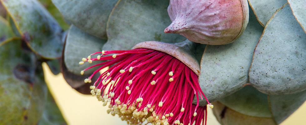 Eucalyptus macrocarpa_resized.jpeg