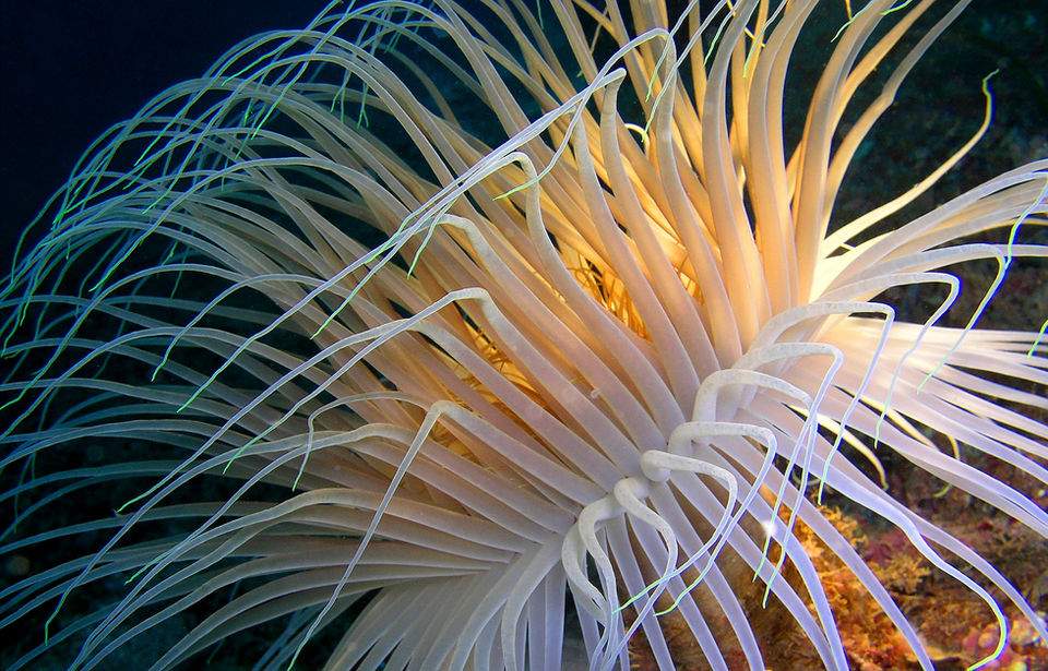 Sea anemone structure demonstrating biological strategies for product innovation.