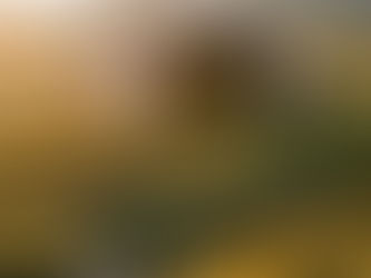 Sustainable Dried Flower Production – Mediterranean harvesting by Tuna Sourcing