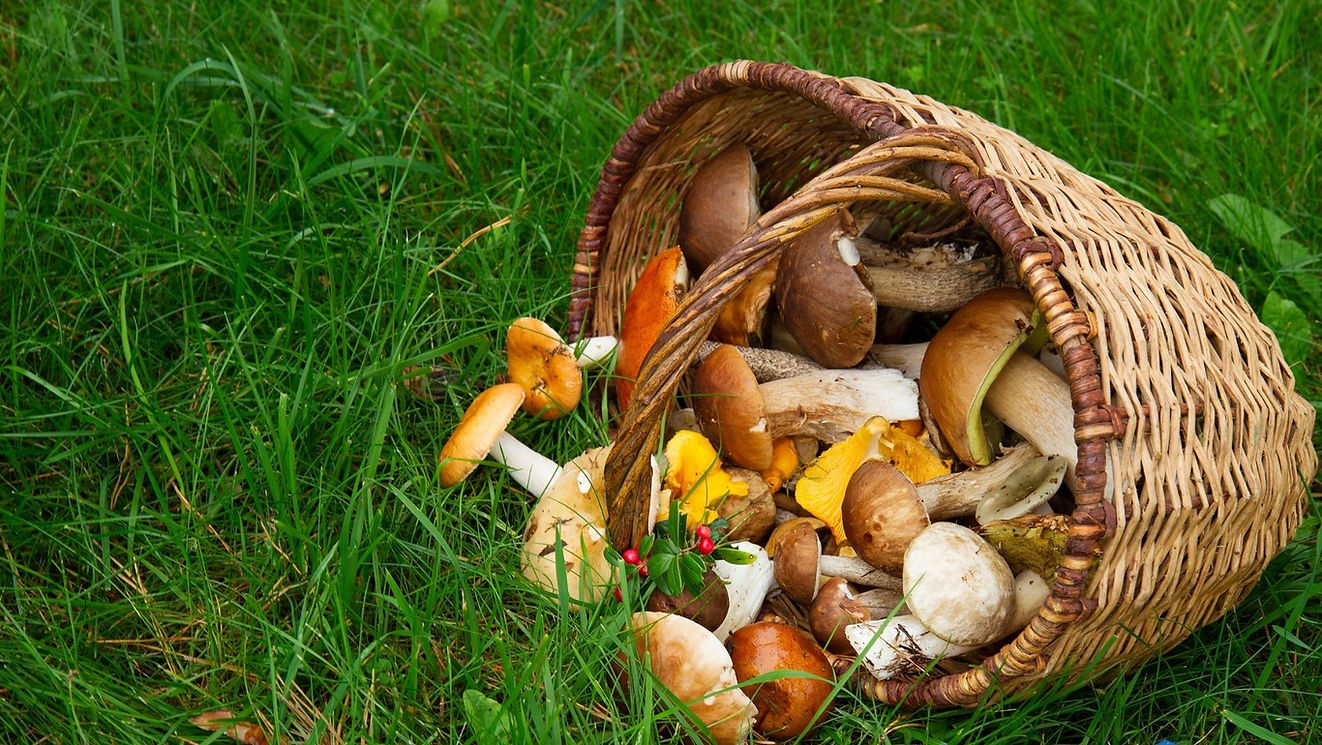 Tuna-Project-Boletus-Banner (4).jpg