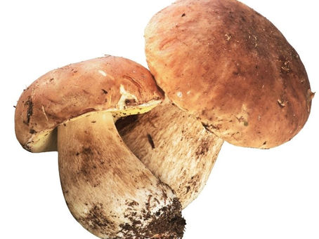 The Culinary and Nutritional Delight of Boletus (Porcini) Mushrooms