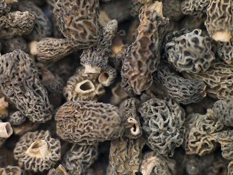 The Unique Appeal of Morel Mushrooms in Gourmet Cooking
