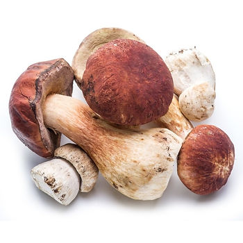 Fresh Porcini Mushrooms from Boletus.com.tr
