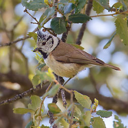 Mésange huppée_B Boscher (1).jpg