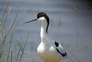 Avocette 12 _JLA.jpg
