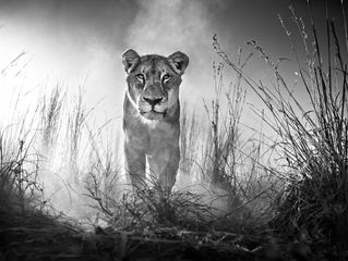 David Yarrow fotoutstilling i Oslo