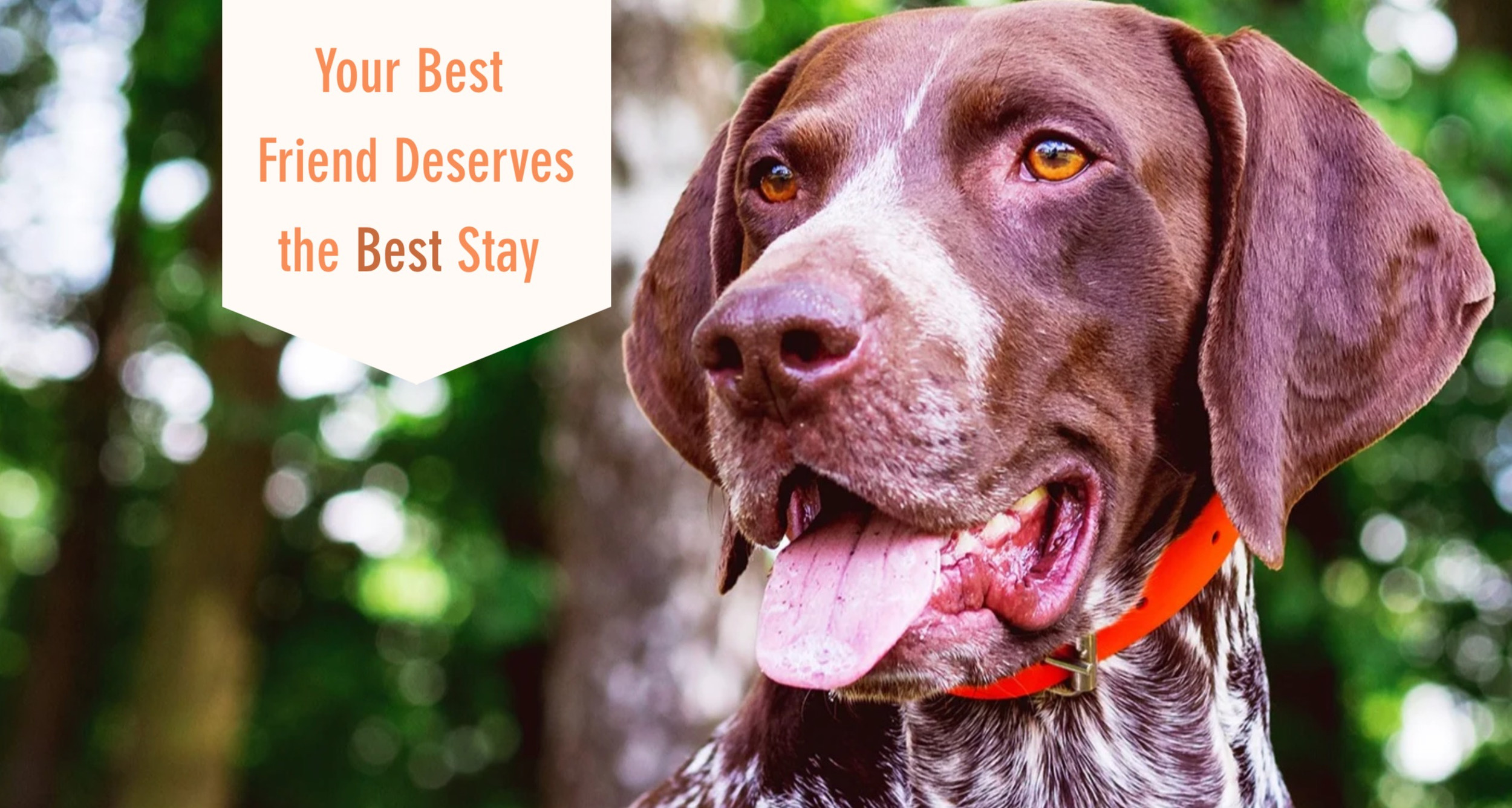 Dog Boarding H3 Kennels Montrose, PA