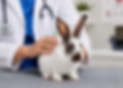 swiontek-lapin.png