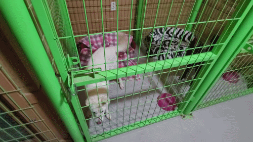 다라이하우스.gif