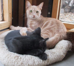 Miles and Inky
