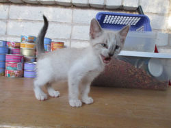 Meowser