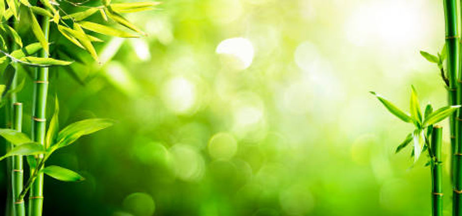Bamboo.jpg