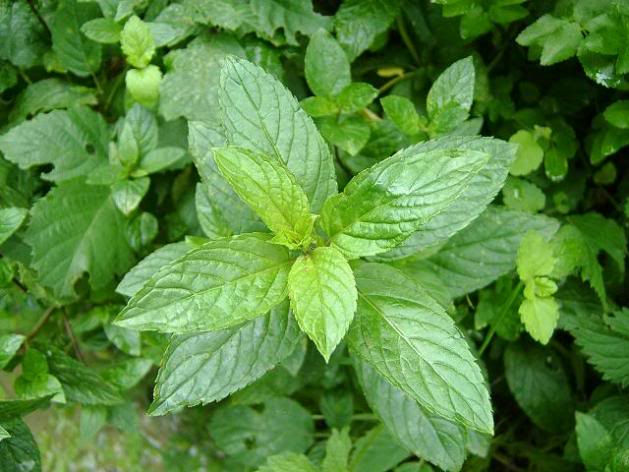 Menta