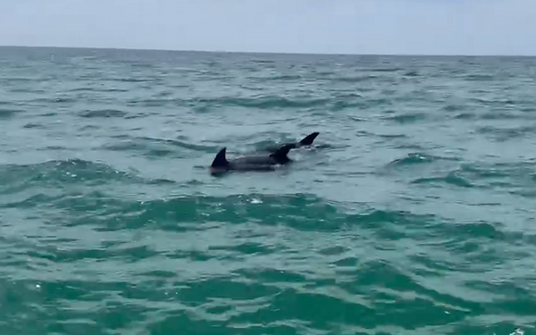 Dolphins swimming in Panama City Beach