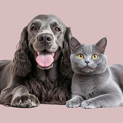 animals.jpg