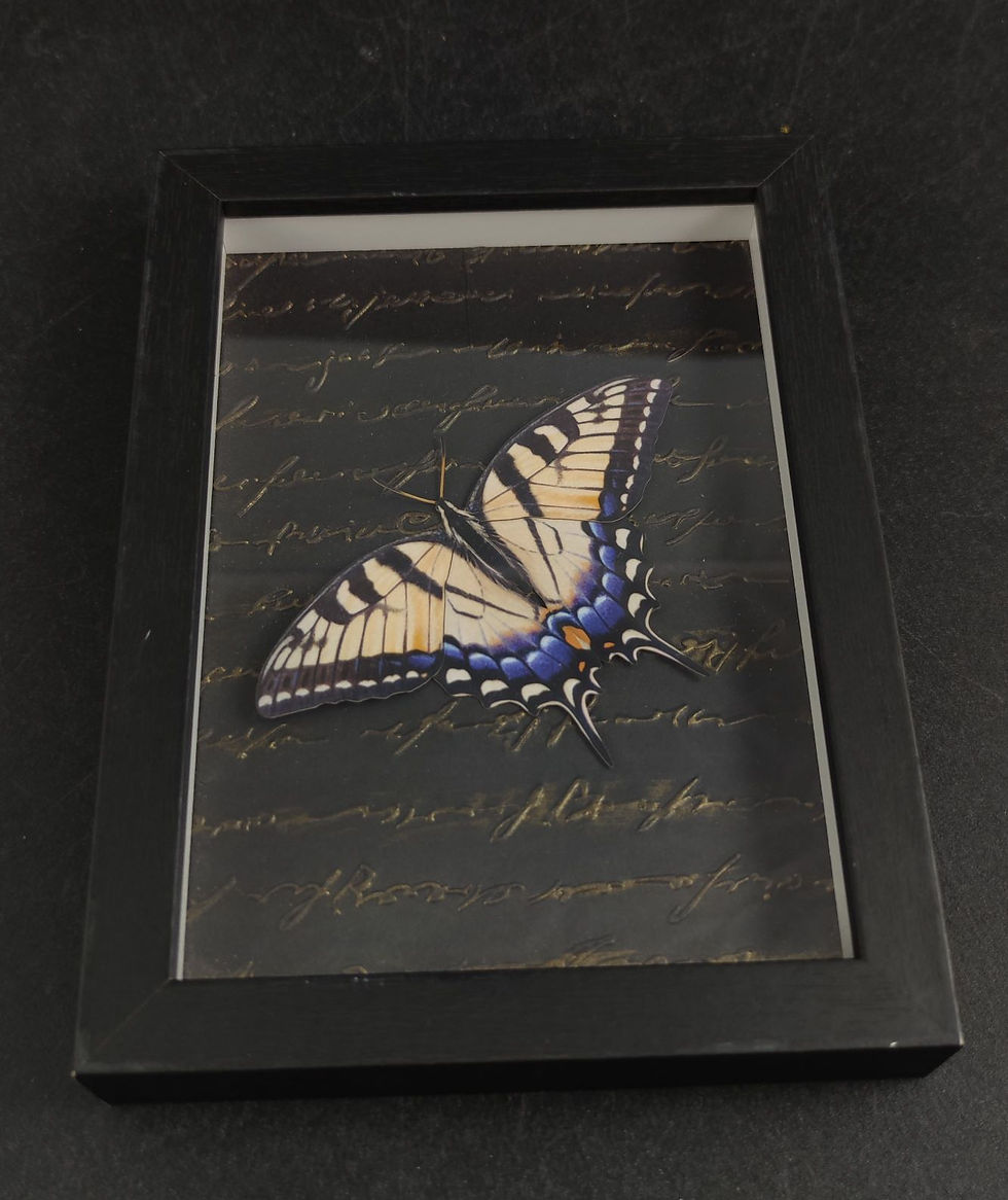 Gerahmter gelb-blauer Schwalbenschwanz-Schmetterling in schwarzem Kastenrahmen mit Schrift.