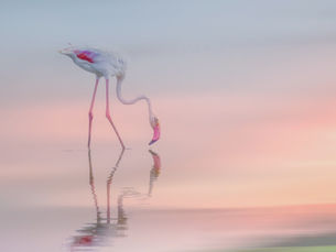 Sholinganallur Wetlands