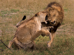 Okavango Delta