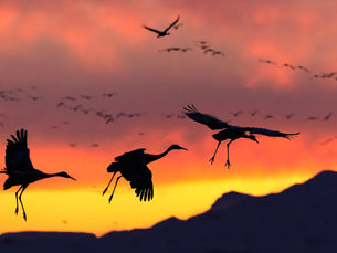 Bernardo Wildlife Area