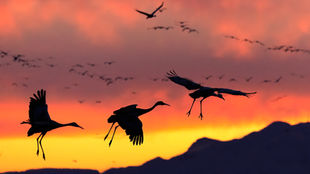 Bernardo Wildlife Area