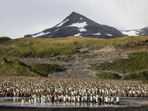South Georgia Island