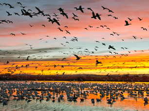 Bosque Del Apache