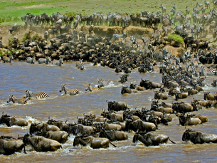 Mara River Crossing