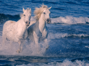 Camargue Horses