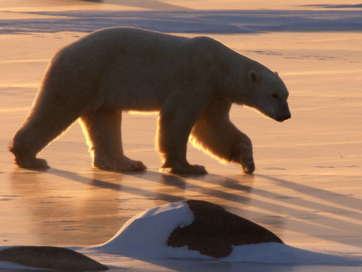 Churchill's Polar Bears