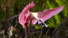 Sony's FE 200-600mm f/5.6–6.3 G OSS lens in action