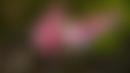 Sony's FE 200-600mm f/5.6–6.3 G OSS lens in action