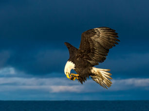 Homer's Bald Eagles