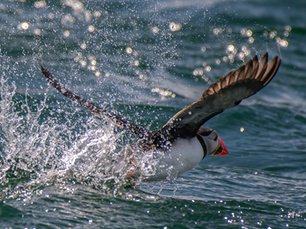 Farne Islands, Northumberland, England