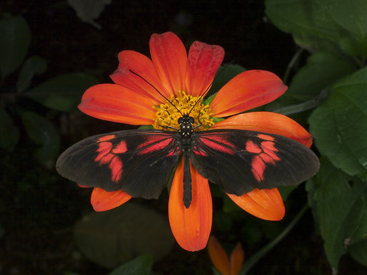 Butterfly World