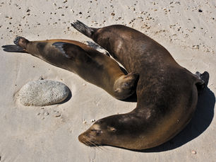 Galápagos Islands