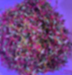 Rainbow Root Microgreens